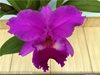 Laeliocattleya Colette Thurilet 